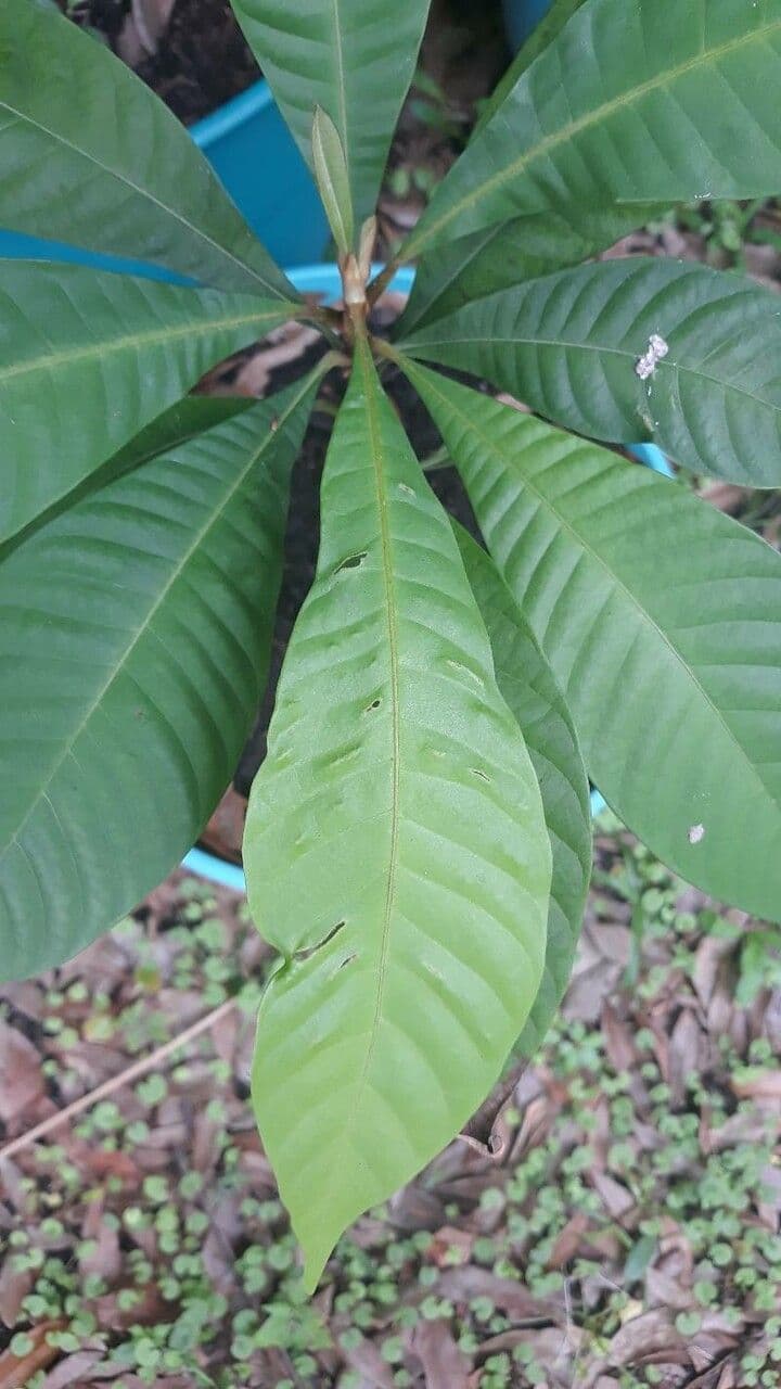 Pouteria 9