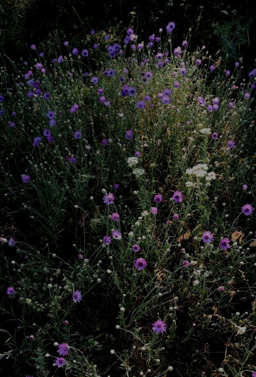 Immortelle annuale 3