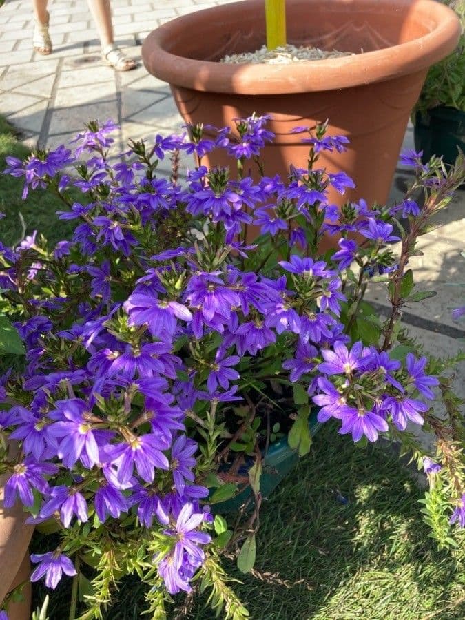 Scaevola 7