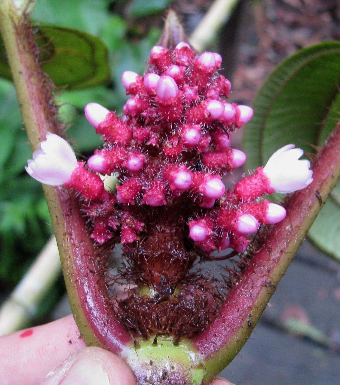 Miconia