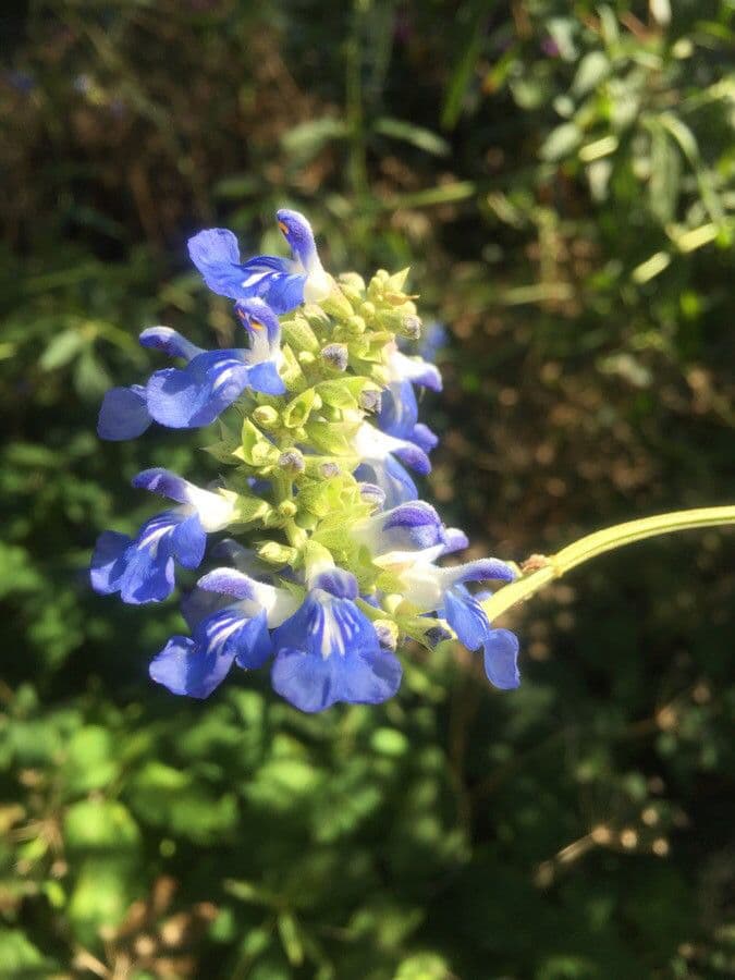 Bog sage 5