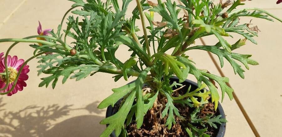 Tanaceto coccineo 19