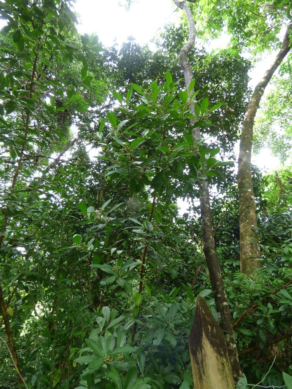 Ardisia eliptická 13