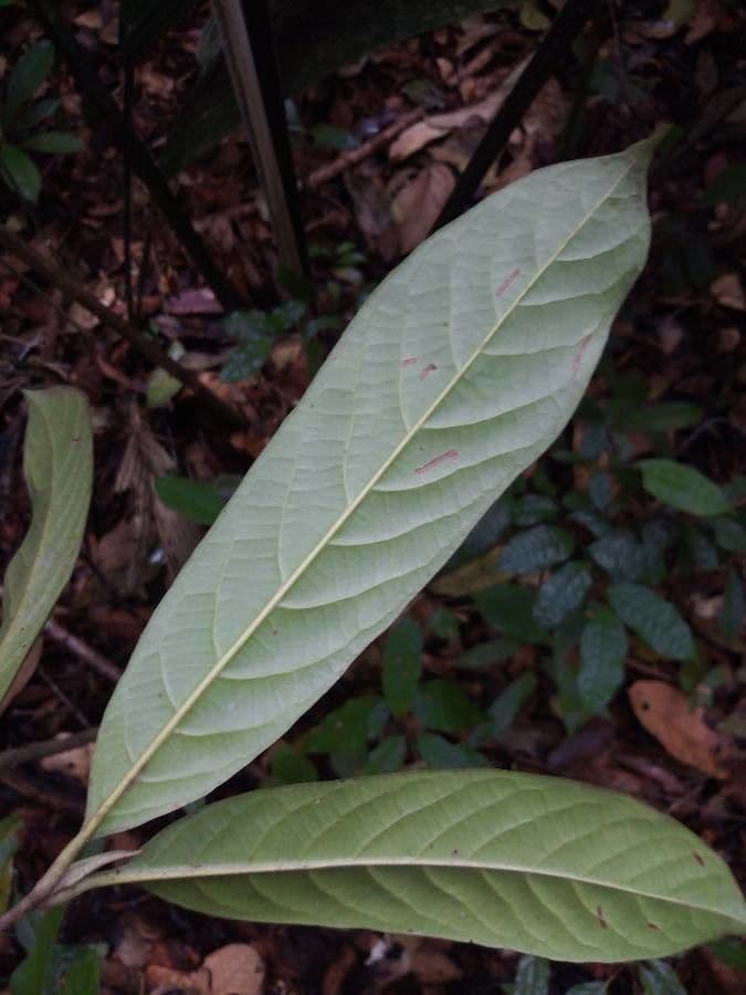 Siparuna 2
