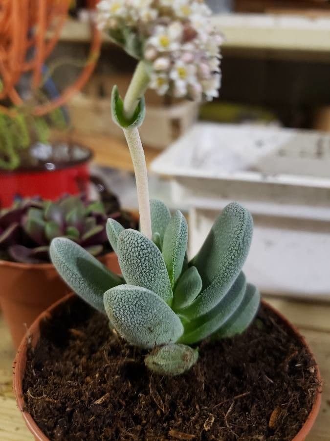 Crassula del tetto 8