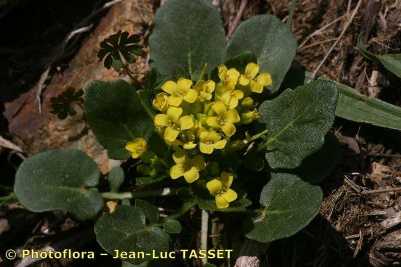 Barbareakresse 18