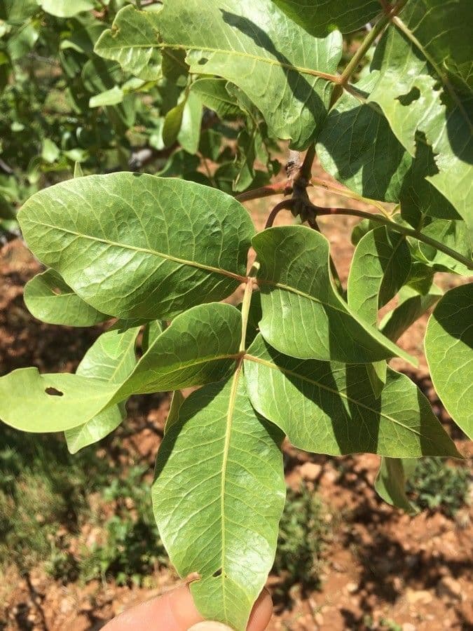 Pistacchio 17