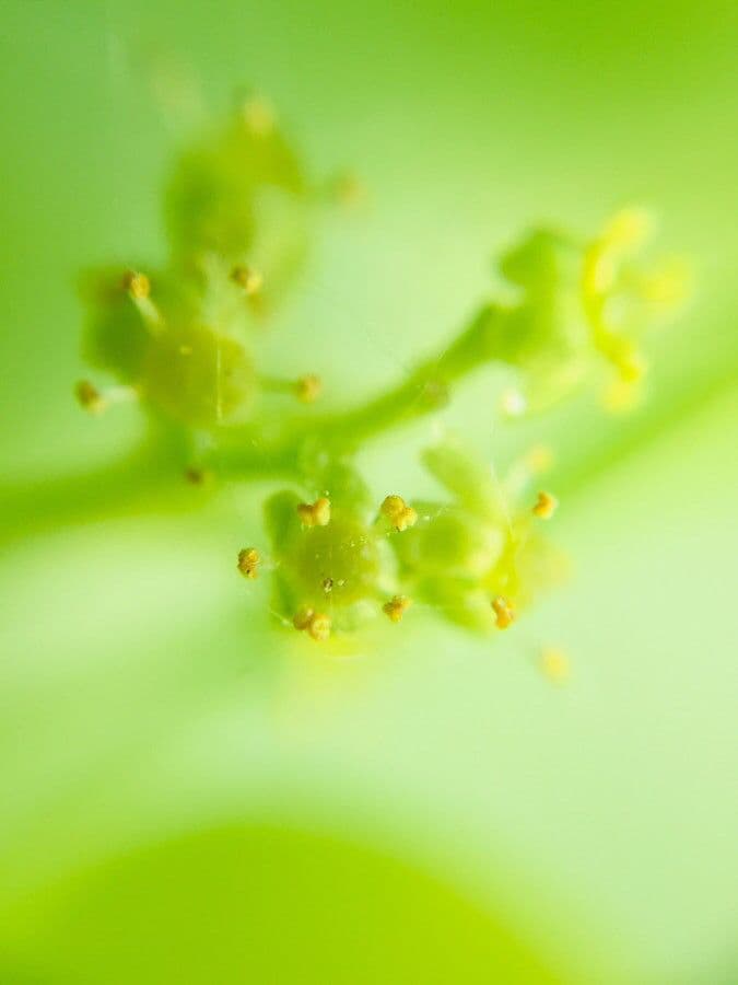 Griselinia 6