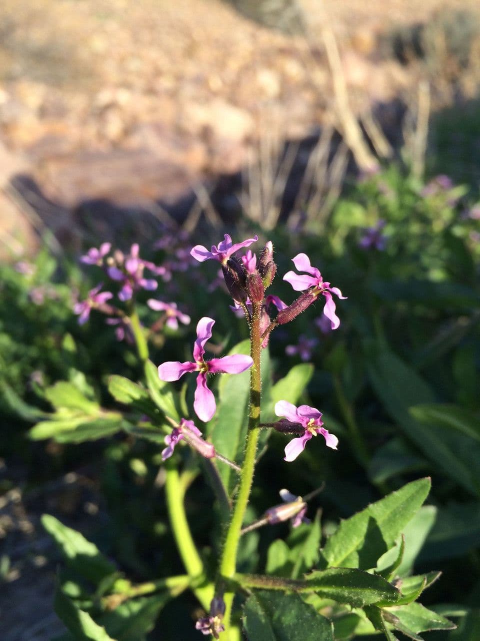 Chorispora 7