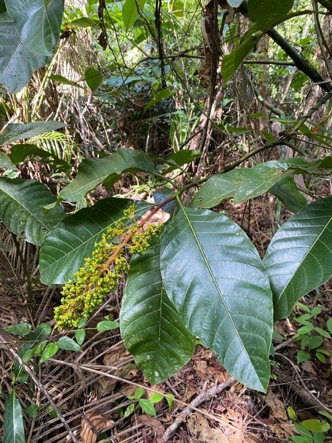 Palicourea 4