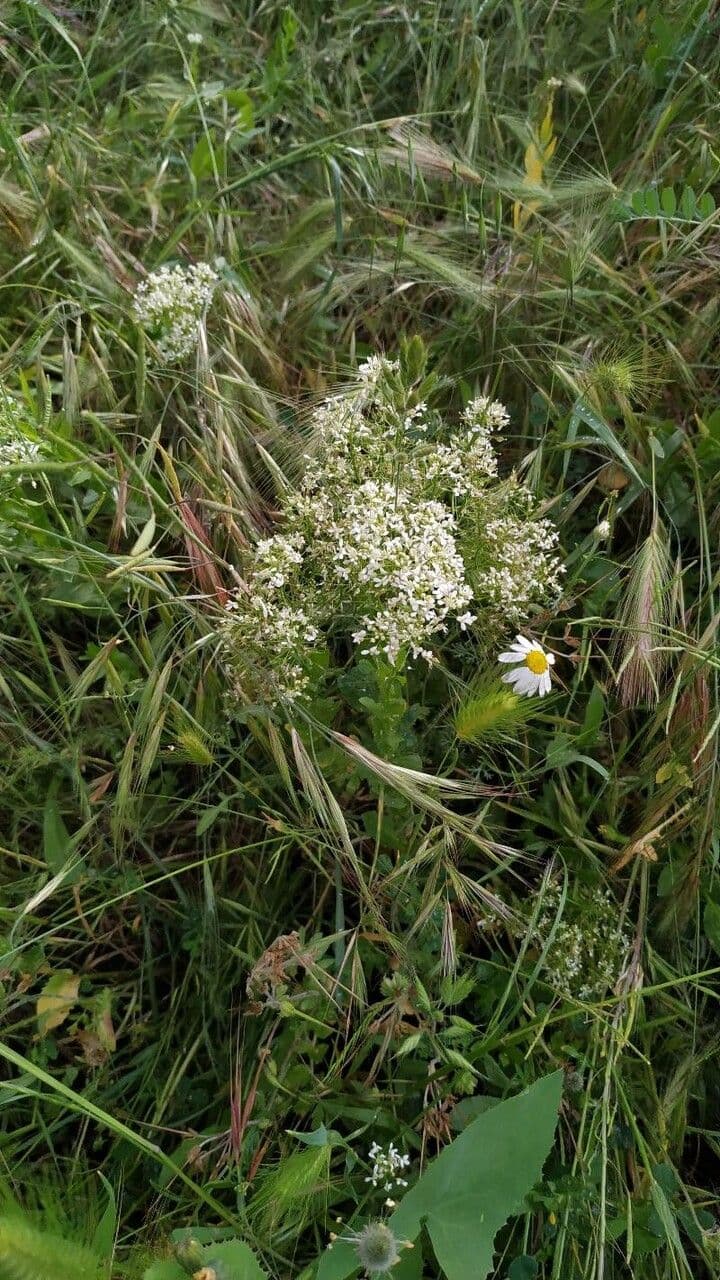 Draba 28