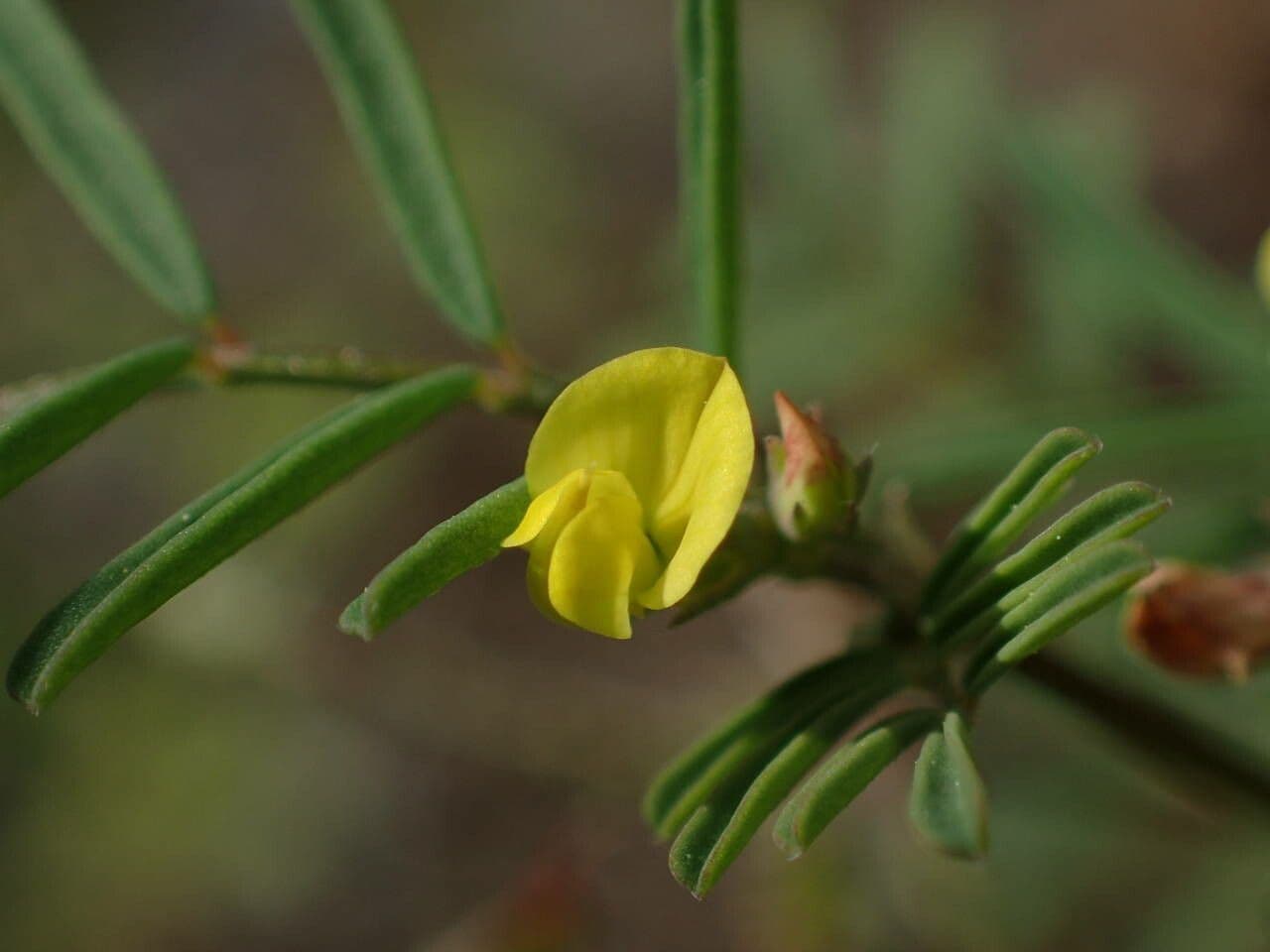 Ipocrepidi ciliata 7