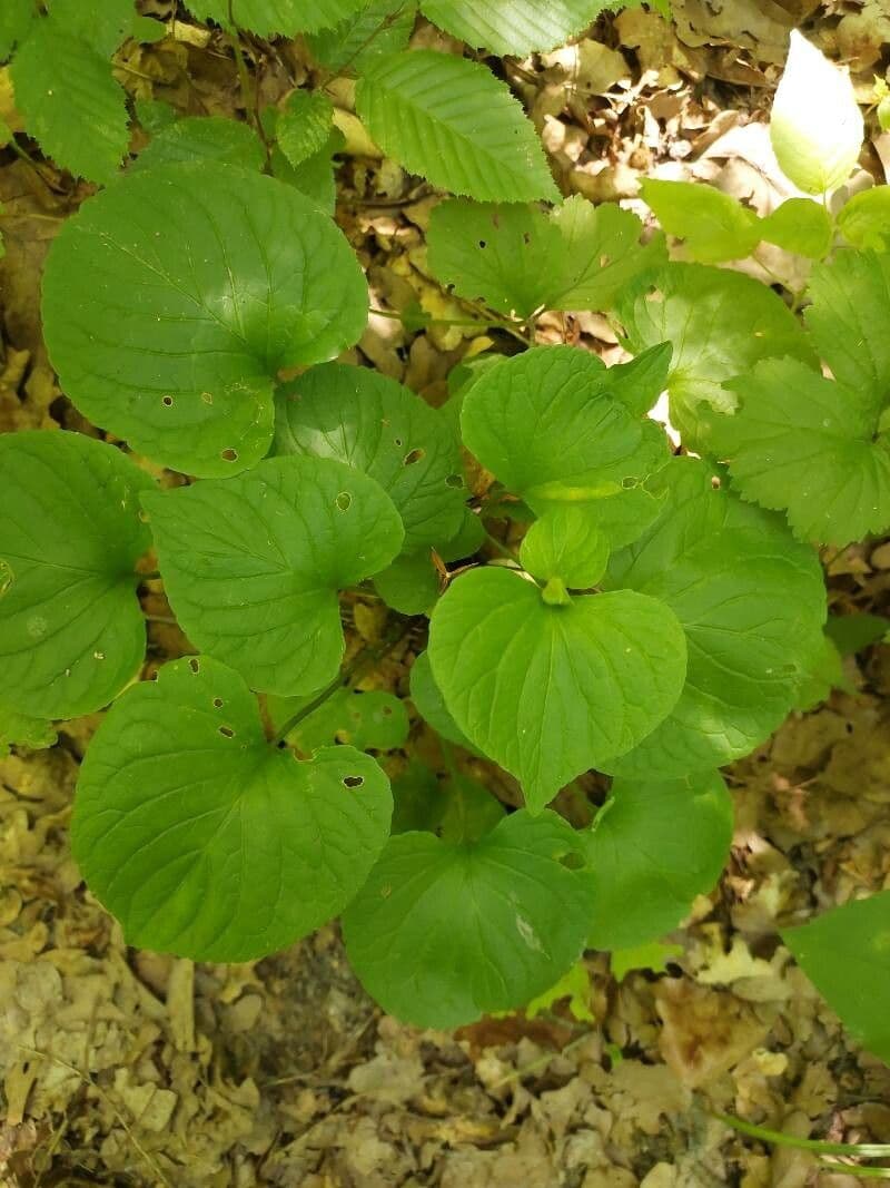 Viola mirabile 18