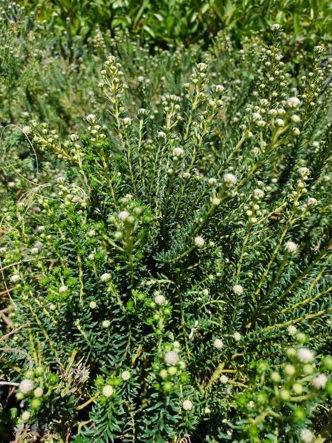 Phylica ericoides 10