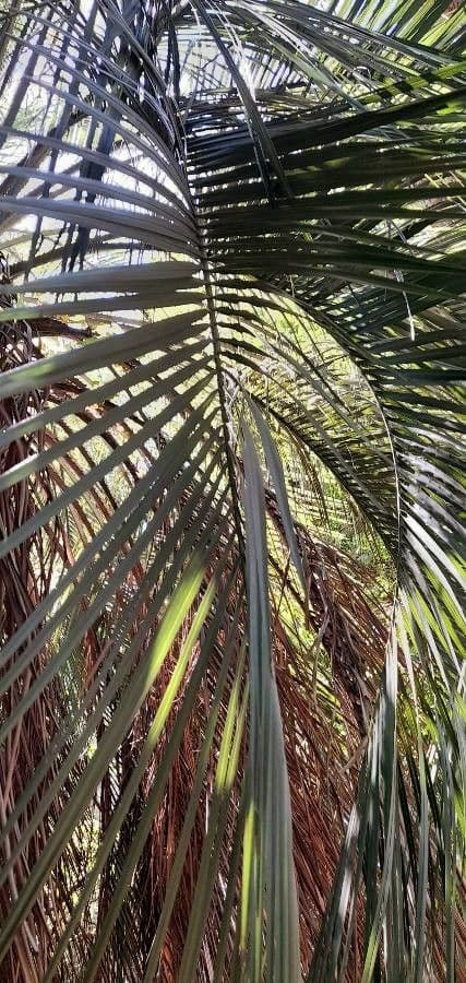 Butia 6