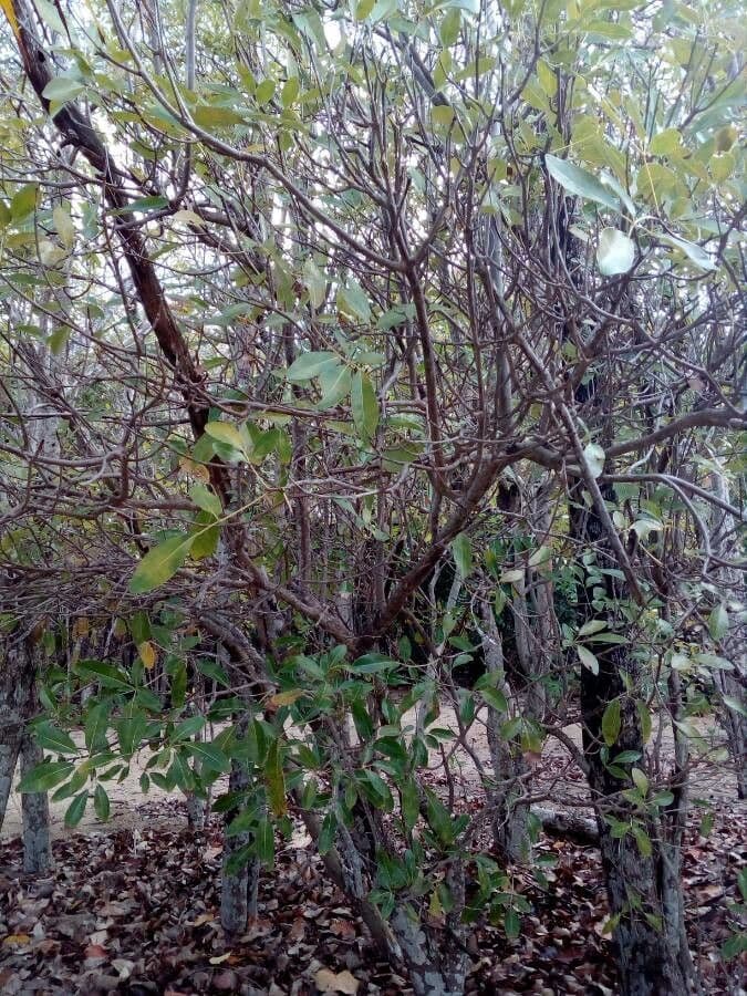 Roble blanco 12