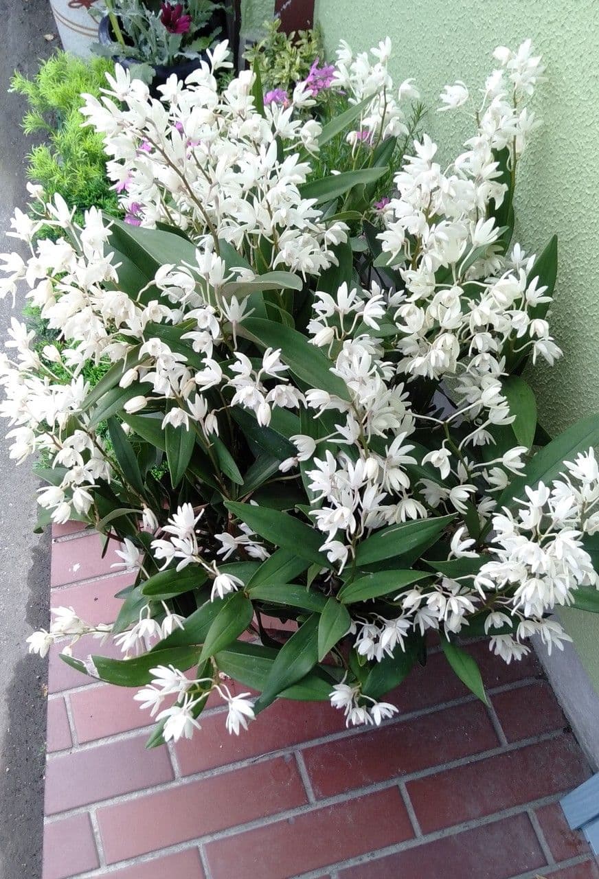 Dendrobium 9