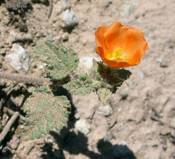 Malva di Coulter 2