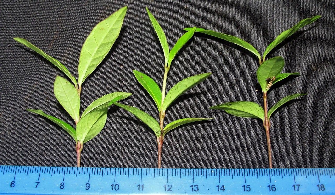 Prestonia portobellensis 21