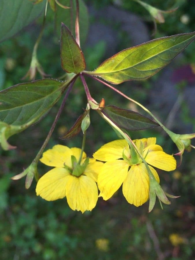 Lisimachia ciliata 7