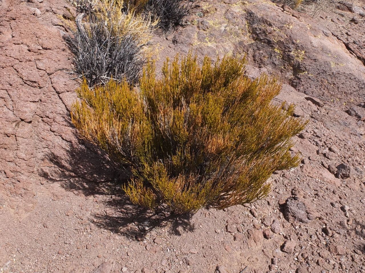 Parastrephia lucida 3