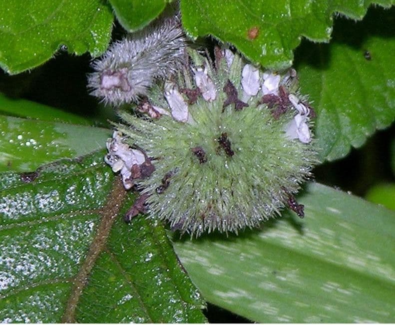 Hyptis capitata