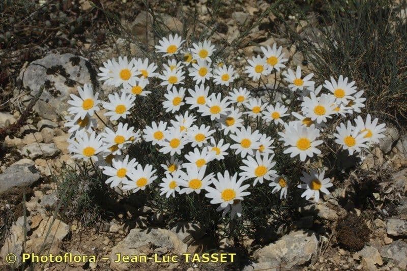 Burnats Margerite 7