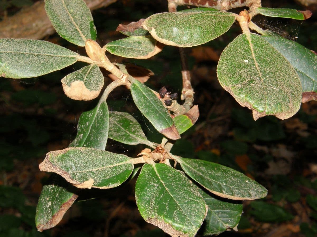 Rododendron 6
