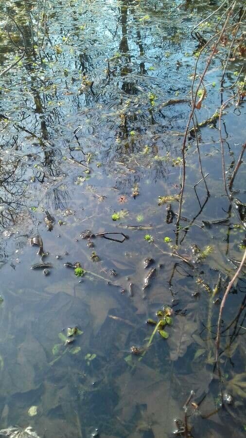 Millefoglio d'acqua 11