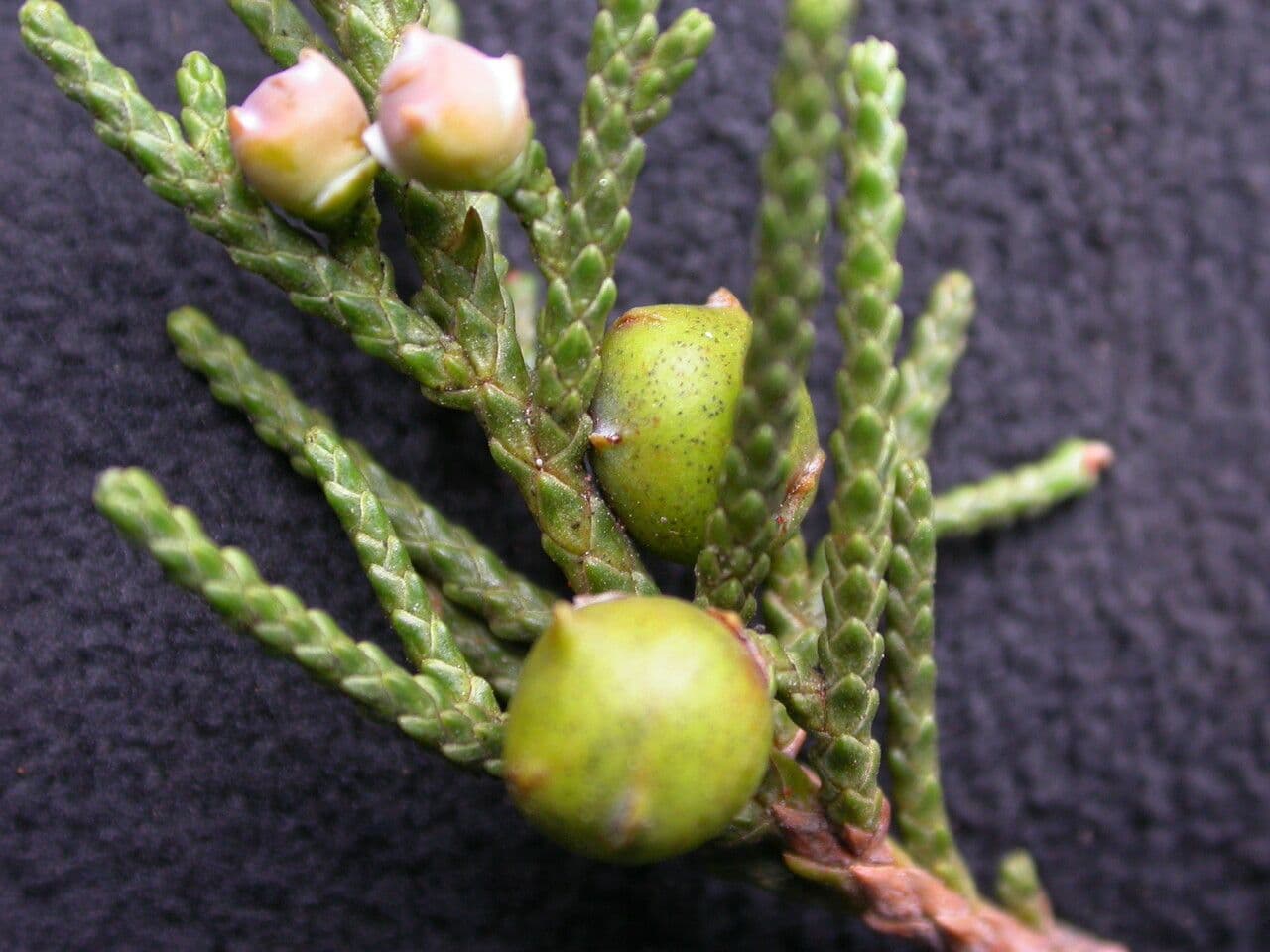 Ginepro indiano