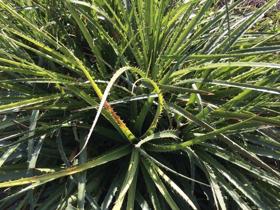 Puya