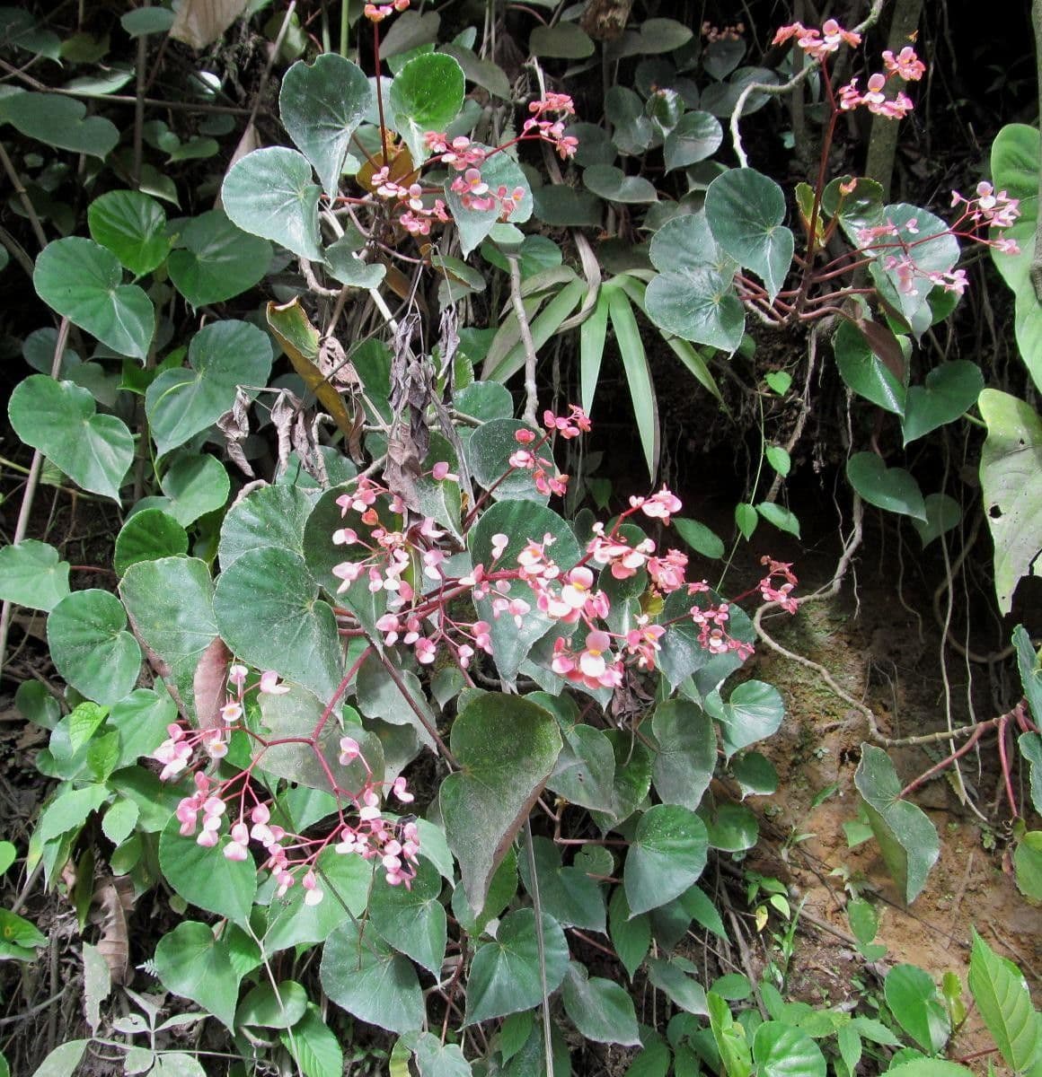 Begonia 9