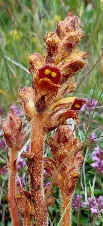 Orobanca variegata 13