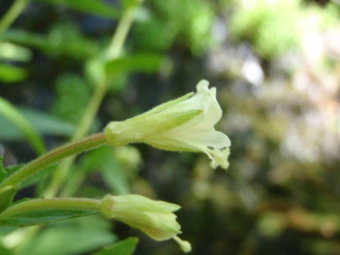 Epilobio giallo 4