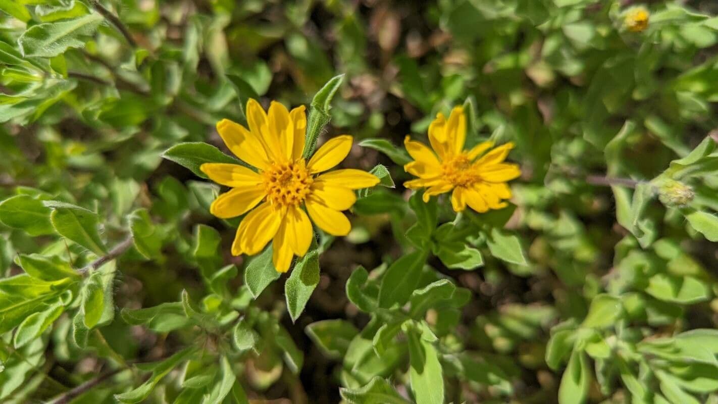 Heterotheca