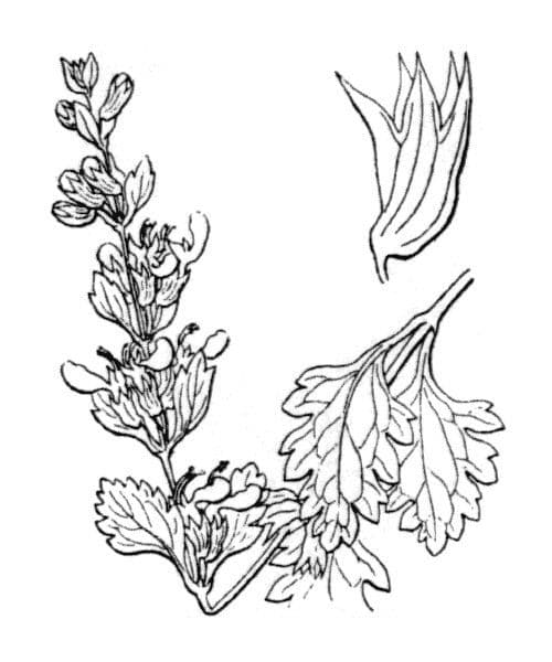 Teucrium 24