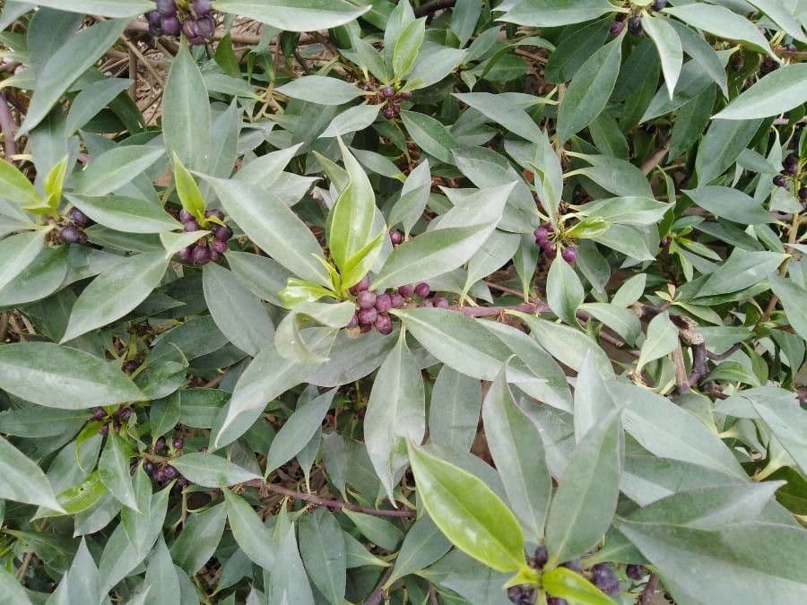 Myoporum laetum 2