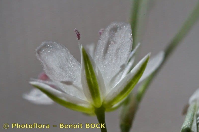 Minuartia setacea 14