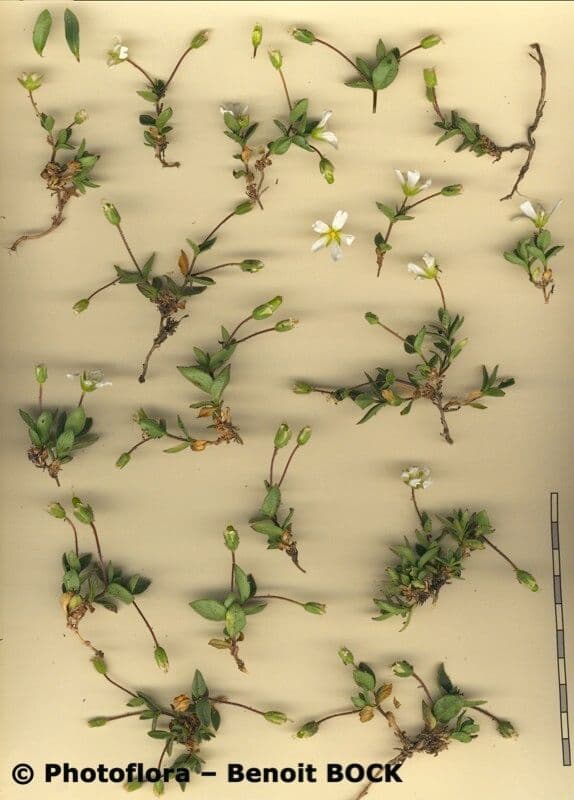 Cerastium 18