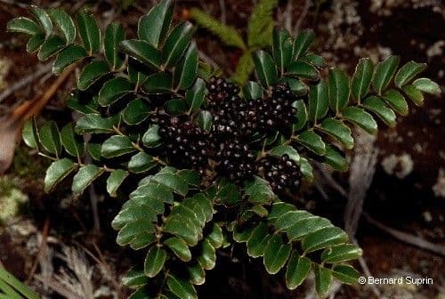 Polyscias 7