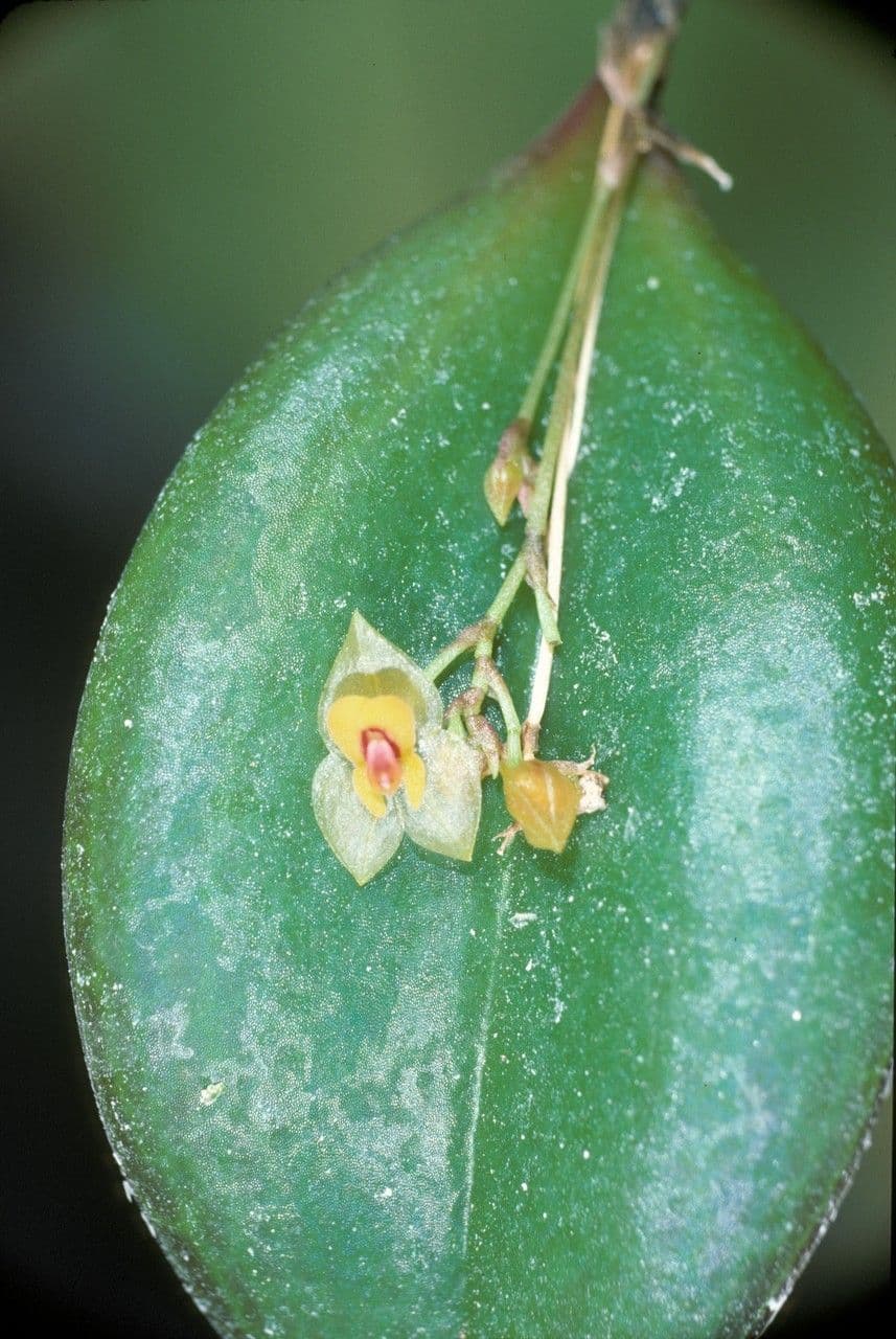 Lepanthes 3