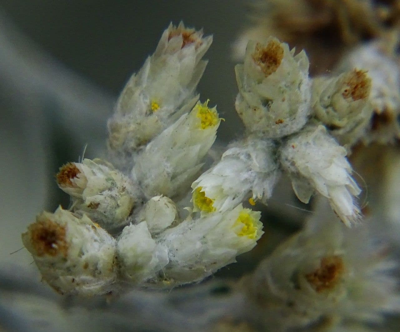 Pseudognaphalium 2