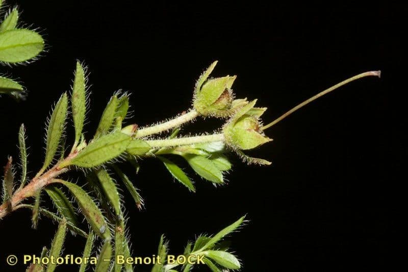 Rhodothamnus 17
