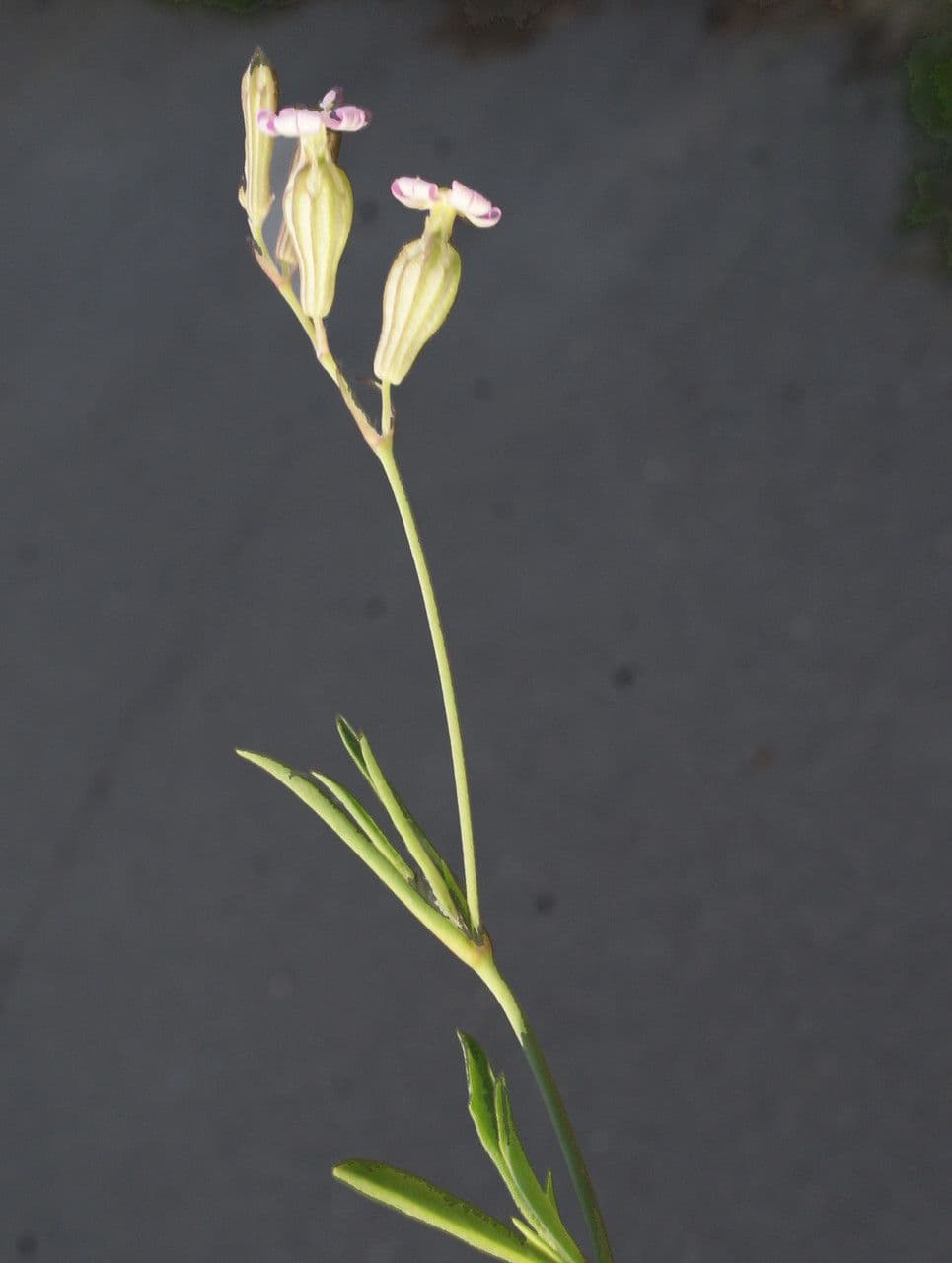 Silene secundiflora 12