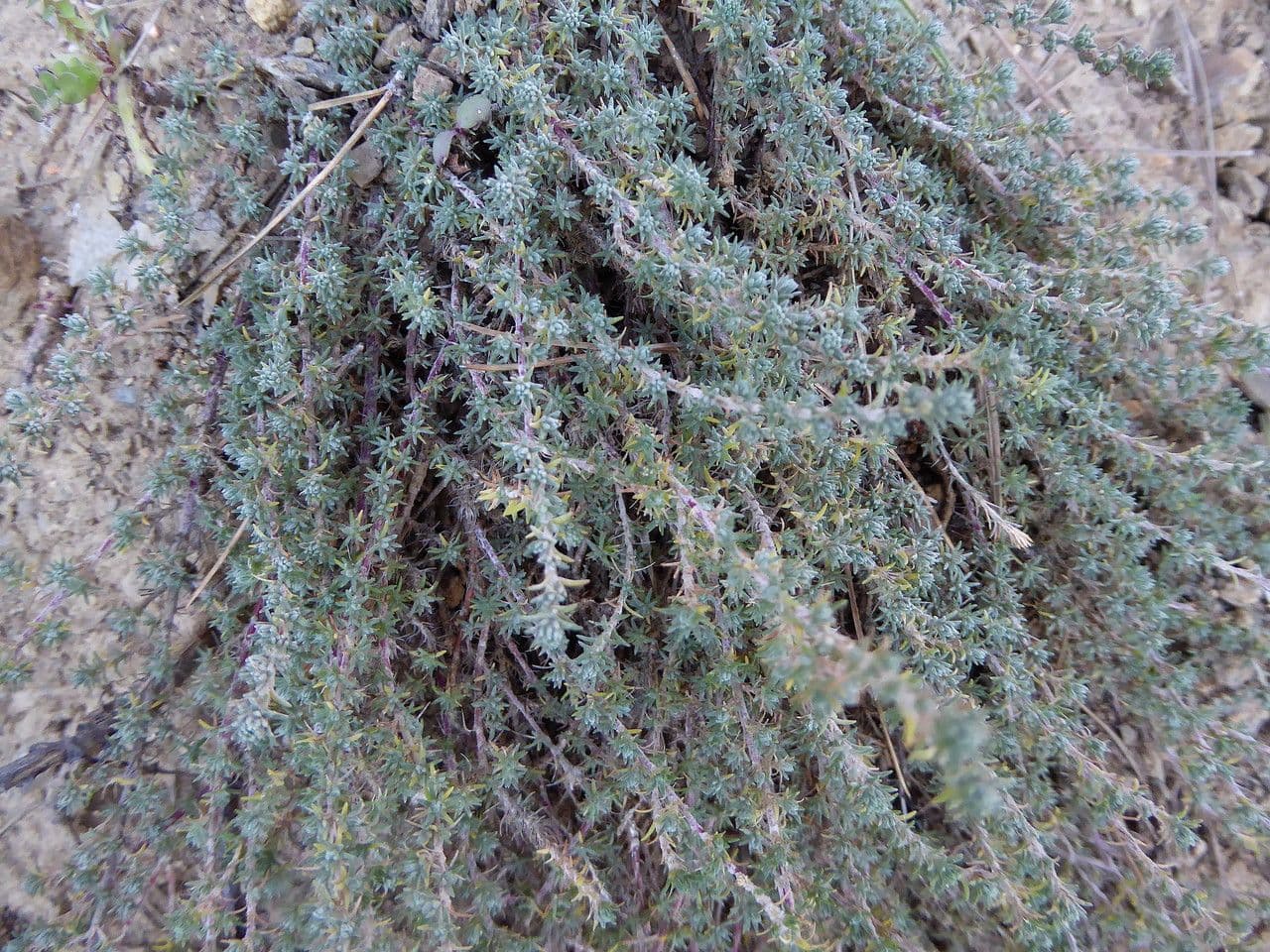 Camphorosma 25