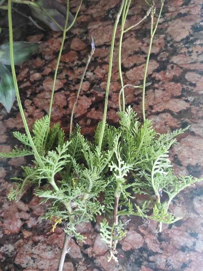 Lavanda canaria 11