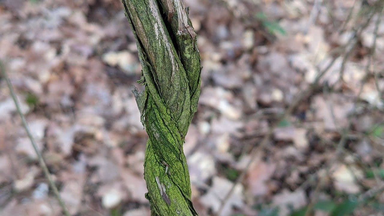 Wald-Geißblatt 24