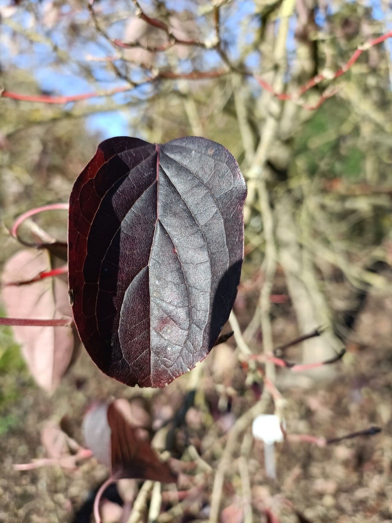 Cornus di Walter 4