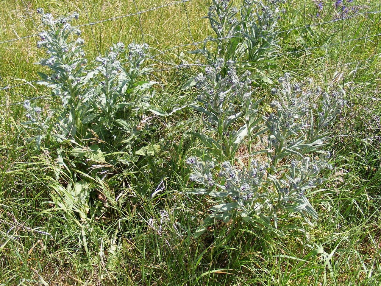 Cynoglossum dioscoridis 14