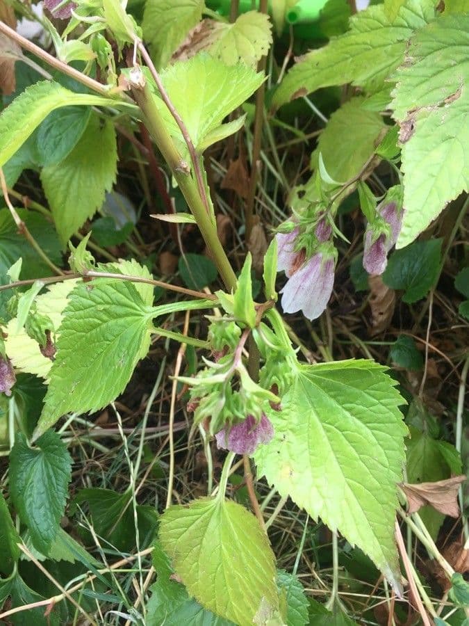 Campanula puntata 12